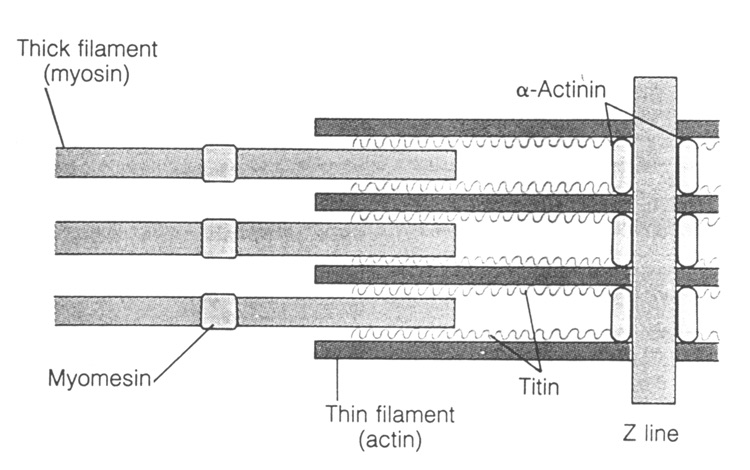 actinin1